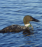 A beautiful adult loon on wallace Pond (also called Lake Wallace)